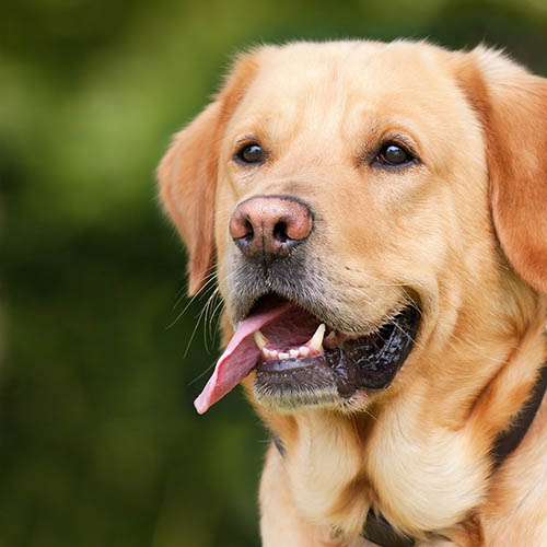  un chiot soin pharmacie Bellevue