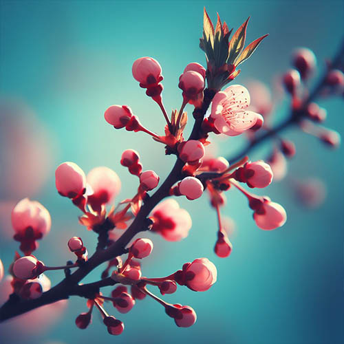 Gemmothérapie herboristerie Igny